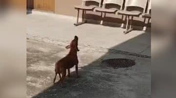 Reprodução//Vídeo