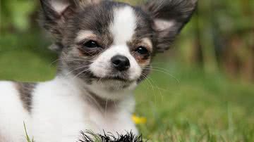 Ilustrativa / Pixabay