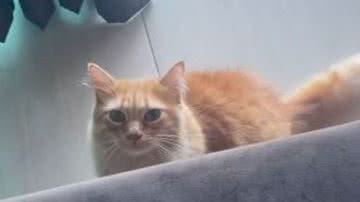 Reprodução / TikTok @maaimenezes