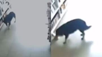 Reprodução//Vídeo