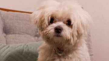 Reprodução// Instagram @maltesash