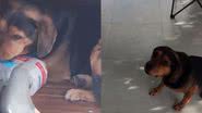 Reprodução//TikTok @Torradaoacumulador
