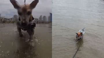 Reprodução// TikTok @jakeocaoo