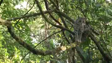 Reprodução / Youtube - Animal TV