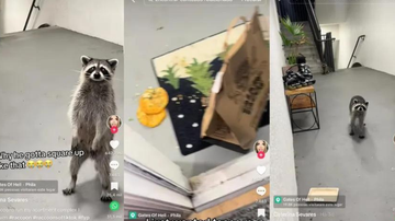 Reprodução/TikTok