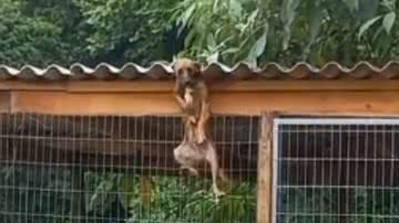 Reprodução / Redes Sociais