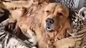 Reprodução / Redes Sociais