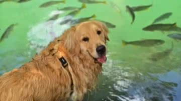 Reprodução / Redes Sociais