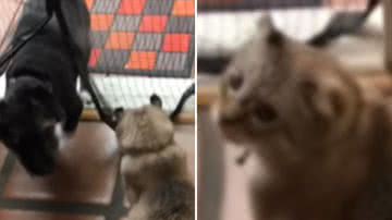 Reprodução / Redes Sociais