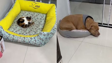 Reprodução/ Redes sociais