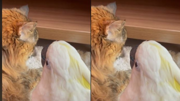 Reprodução/ Redes sociais