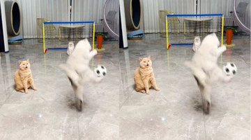 Reprodução/ Redes sociais