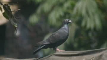 Reprodução/PETA India