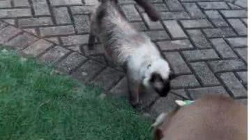 Reprodução/RedesSociais