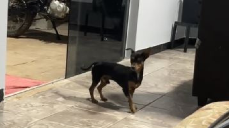 Reprodução// TikTok @_dafnemiranda1