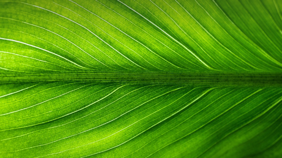 Divulgação / Pixabay