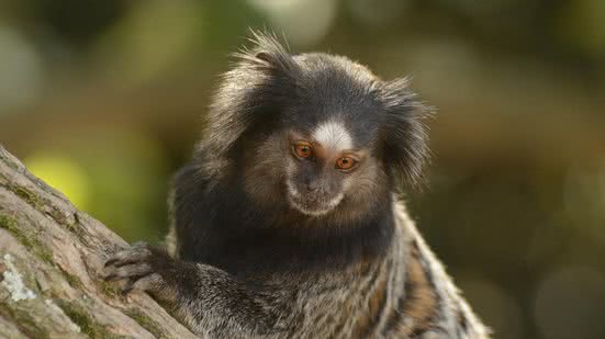 Ilustrativa/Robson Veneziani/Pixabay