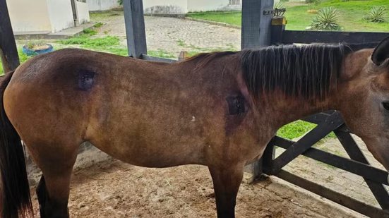 Divulgação / Centro de Zoonoses de Propriá