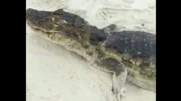 Imagem Vídeo: Homem encontra jacaré em praia, resolve filmar e quase é mordido