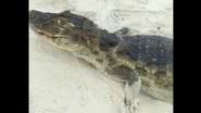 Imagem Vídeo: Homem encontra jacaré em praia, resolve filmar e quase é mordido