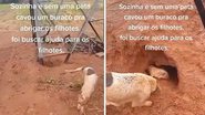 Reprodução/TikTok
