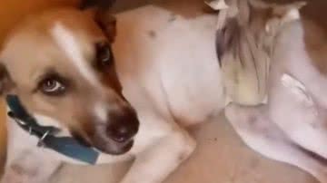 Reprodução/Redes Sociais