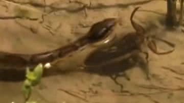 Reprodução/Redes Sociais