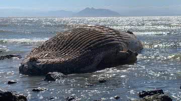 Bebeto Karolla/ Folha de Búzios