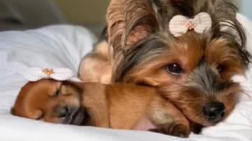 Reprodução/Redes Sociais