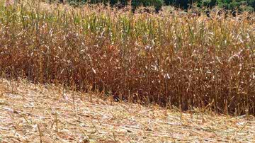 Aleisson Ludtke/Epagri