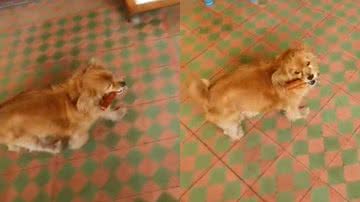 Reprodução/ Tik Tok