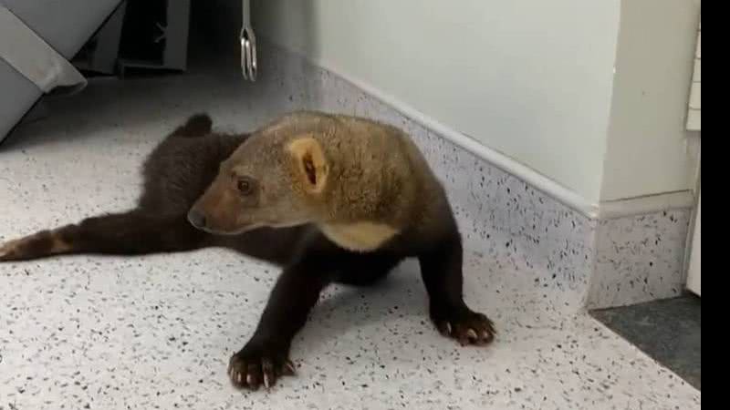 Reprodução/@zoocampinas