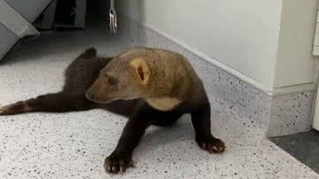 Reprodução/@zoocampinas