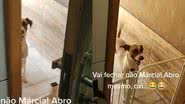 Reprodução/TikTok