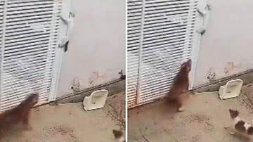 Reprodução/Redes Sociais