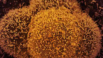 Reprodução Ilustração Ministério da Saúde