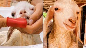 Reprodução/Redes Sociais