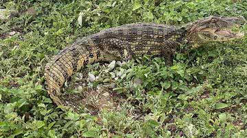 Imagem Jacaré com cerca de 1,5 metro é encontrado em quintal em Paulo Afonso; veja imagens