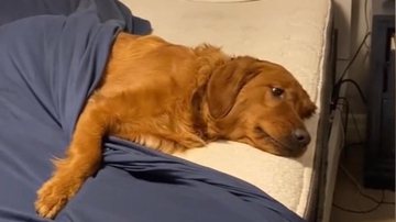 Imagem Cão impede tutora de trocar lençóis de cama e cena inusitada viraliza