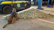 Divulgação/PRF