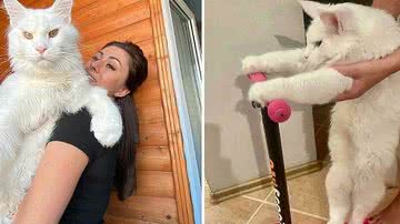 Reprodução/Redes Sociais