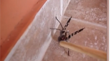 Reprodução/ RecordTV Itapoan