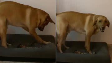 Reprodução/Redes Sociais