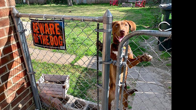 Imagem Cachorrinhos ‘super perigosos’ atrás de avisos de ‘cuidado com o cão’; confira imagens