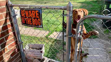 Imagem Cachorrinhos ‘super perigosos’ atrás de avisos de ‘cuidado com o cão’; confira imagens
