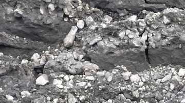 Divulgação Record Tv