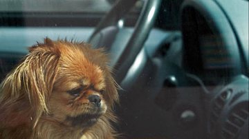 Imagem Overheating: por que não deixar seu cão sozinho no carro?