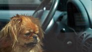 Imagem Overheating: por que não deixar seu cão sozinho no carro?