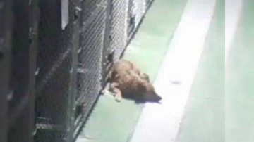 Reprodução/Facebook