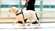 Imagem Passageiro com autismo busca liminar para levar cão de assistência emocional em voo